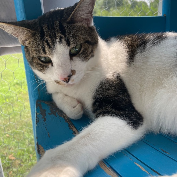 Meet your Posher, Sylvia - Picture 5 of 5